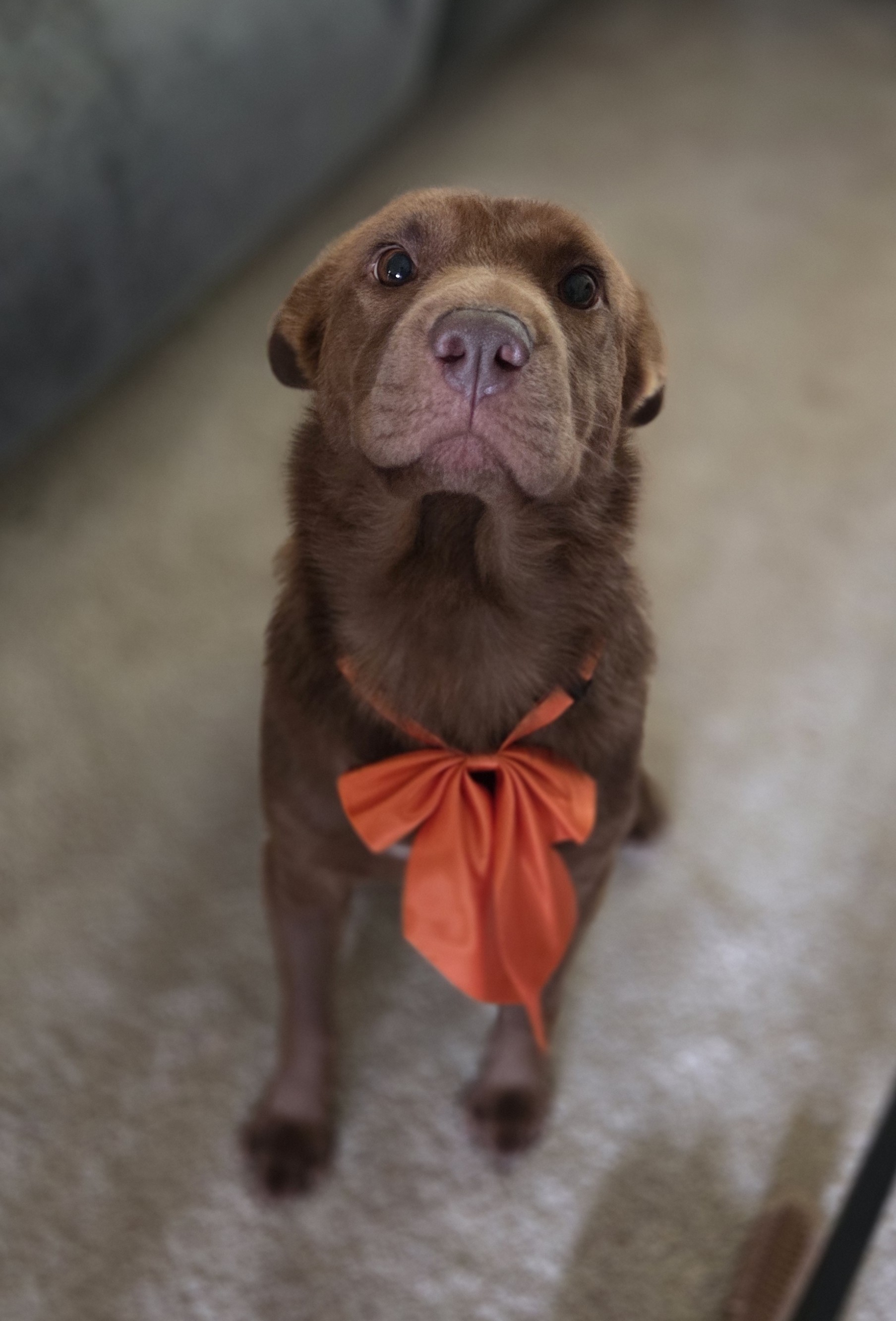 Bruine hond met een oranje strik, foto van Olivia Lai
