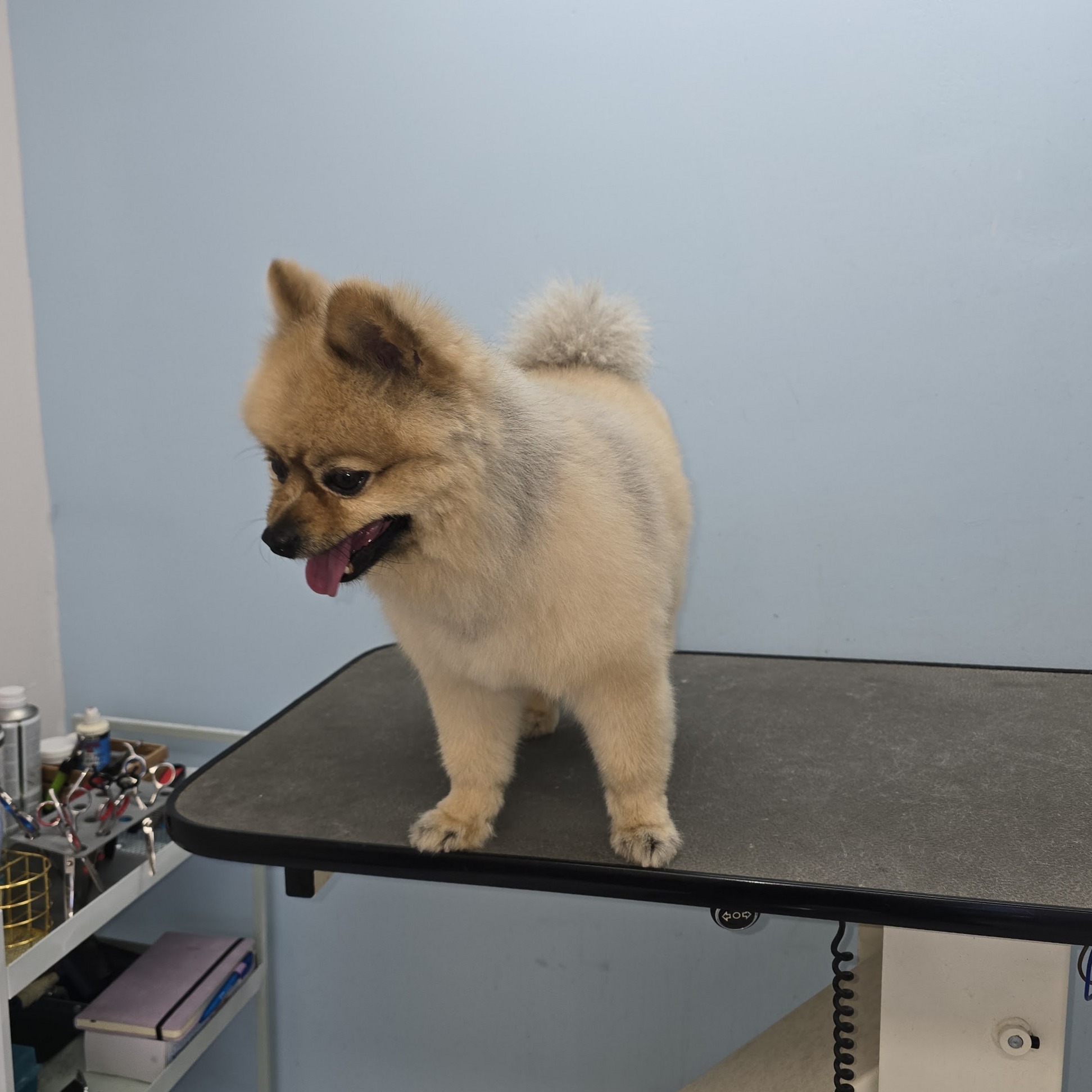Kleine pluizige hond staat getrimd op de trimtafel