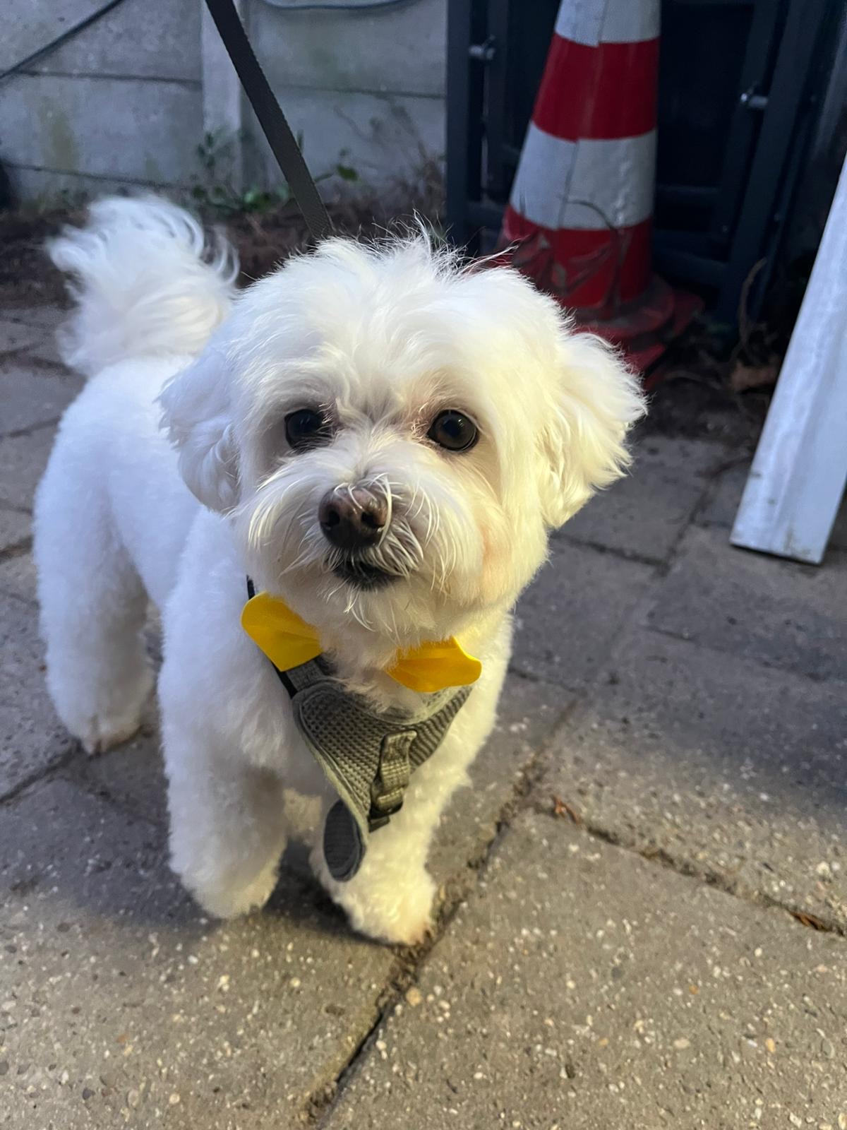Wit hondje met een gele strik buiten op de stoep