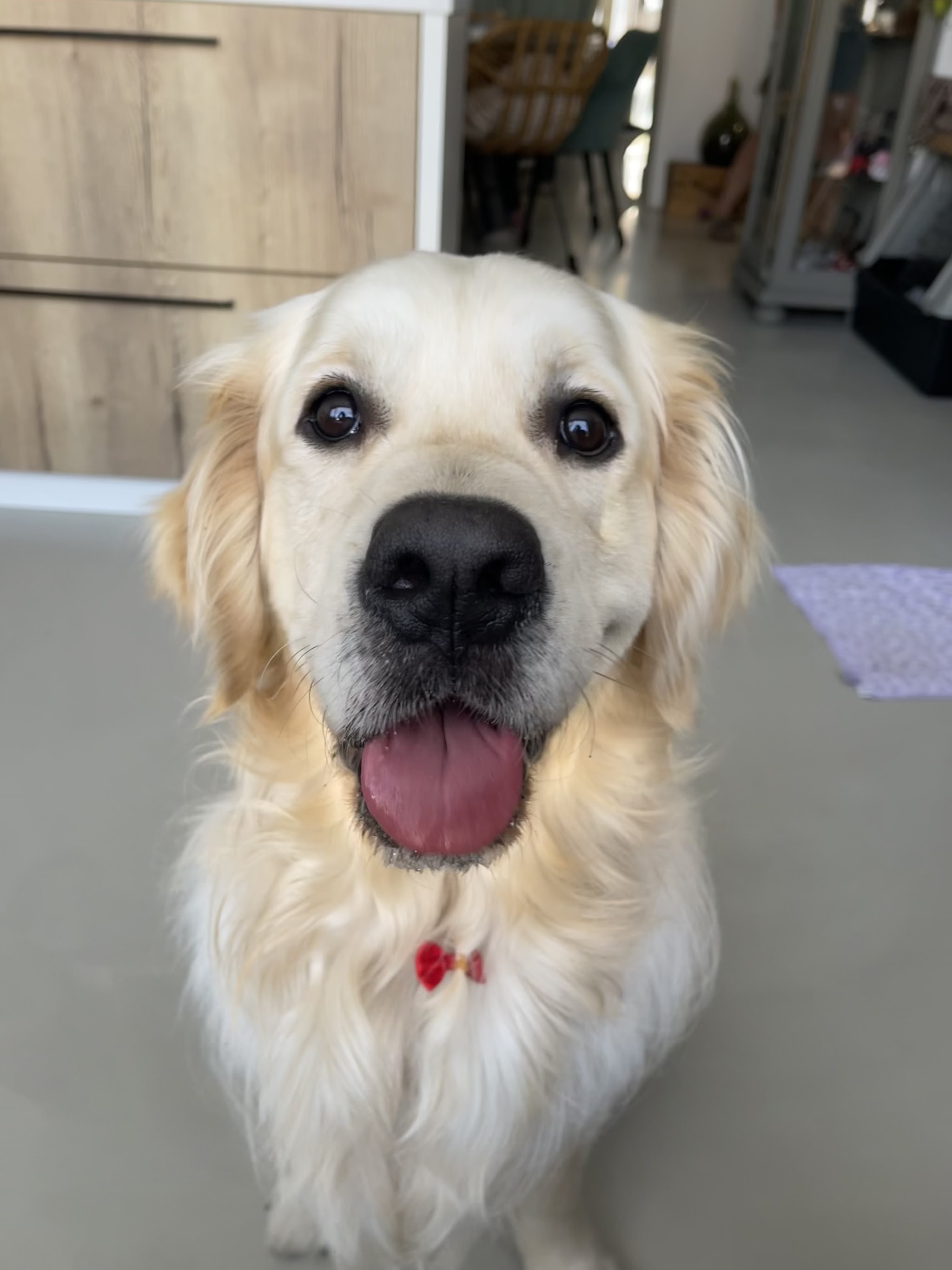 Lachende golden retriever na de trimbeurt