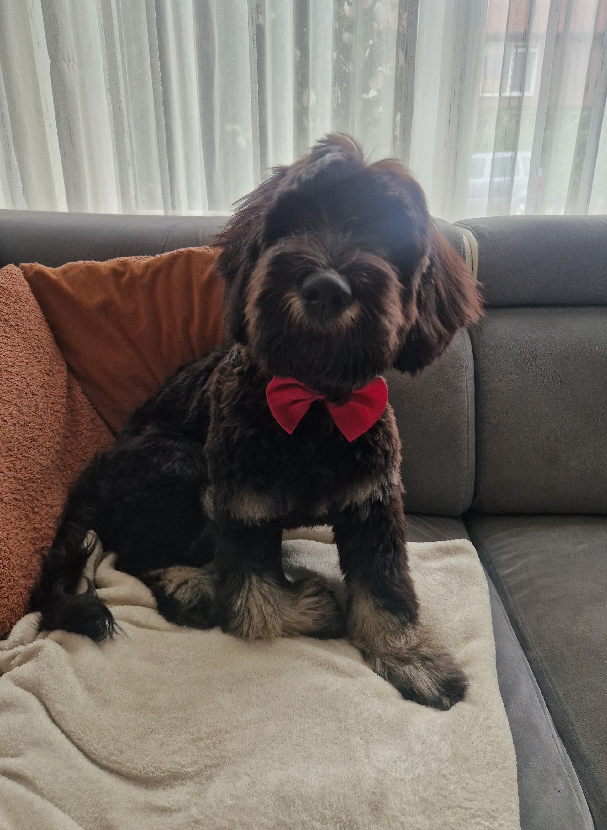 Donkere hond met een rode strik op de bank, foto van Sharona
