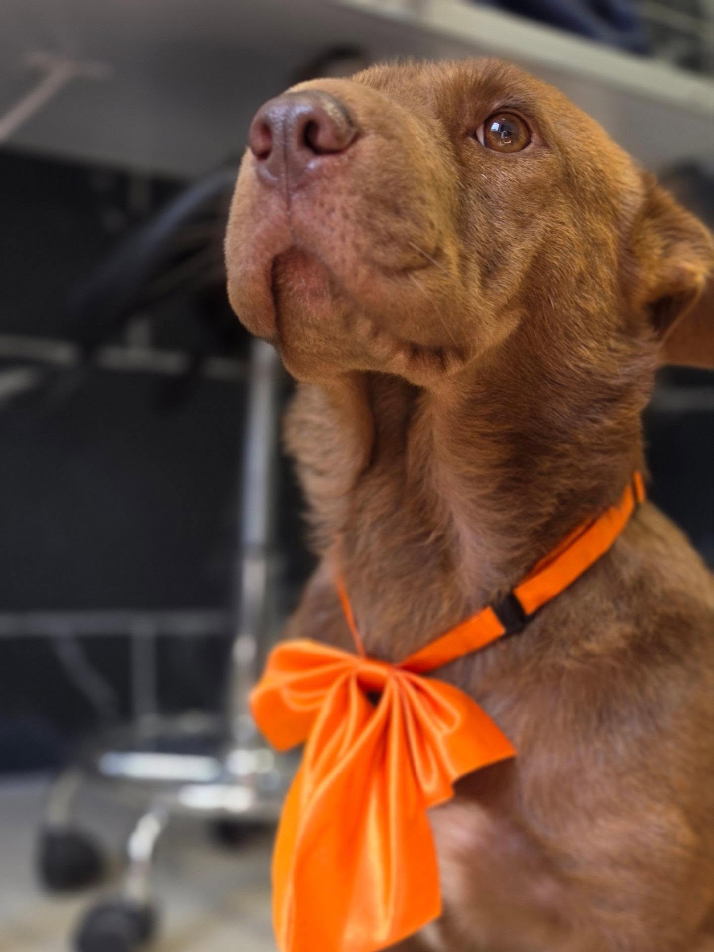 Bruine hond met een oranje strik in de salon