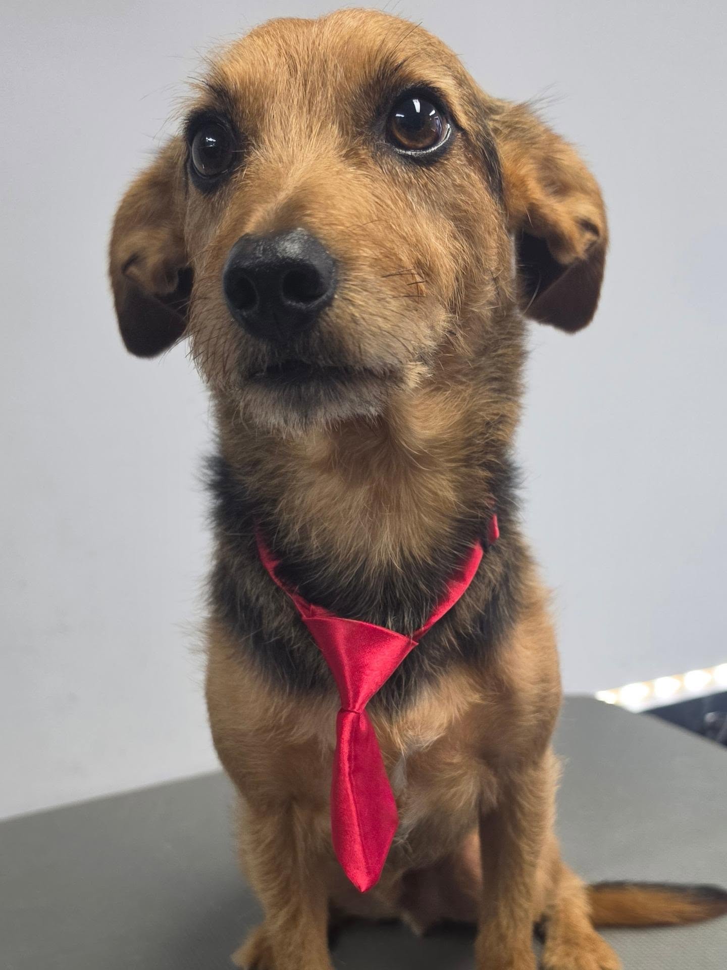 Kleine bruine hond met een rode das op de trimtafel
