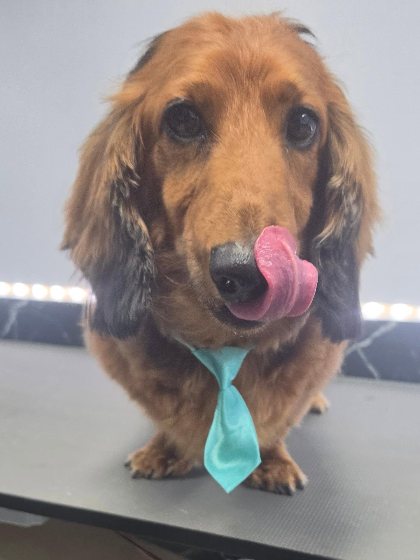 Bruine hond met lange oren en een turquoise das, tong uit de bek